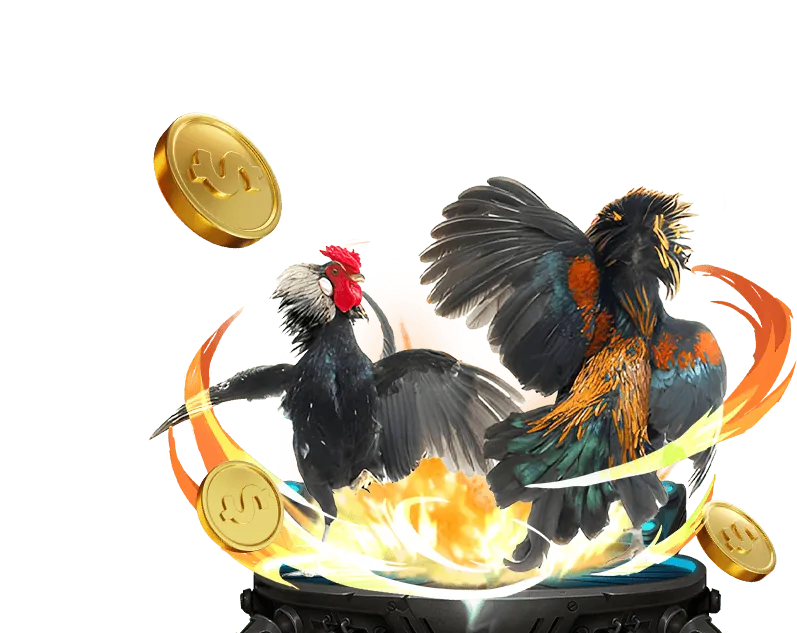 Đá Gà Trực Tiếp C1 Đắk Pơ